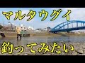 マルタウグイ釣りたくて 多摩川 2017