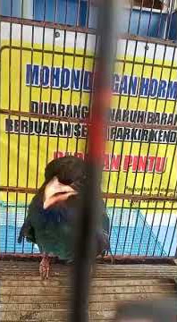 tengkek buto ngebren ngekek 30 detik tanpa jeda