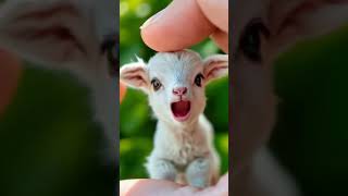 Playful Little Goat's Funny Farm Adventure | Cartoonzz Shorts for Kids #cute #goat #animals #funny