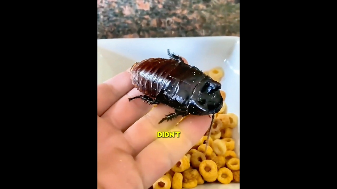 This Cockroach Is Actually A Pet 🤯