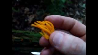 Red Cracked Bolete and Yellow Staghorn
