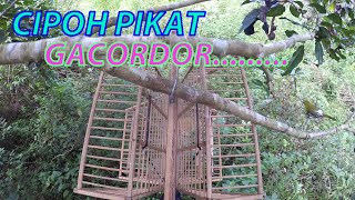 CIPOH PIKAT GACORDOR......