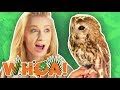 WE LEARN CRAZY OWL FACTS! (Whoa! Nature Show)