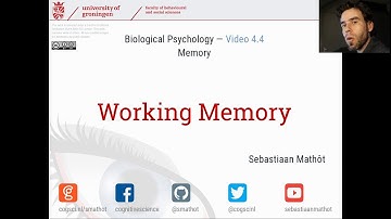 Working memory | Biological Psychology 4.4