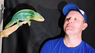 A Chameleon Tongue Crushing Crickets in Slow Motion (20,000 fps) | Smarter Every Day 180