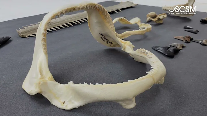 New 40 Million Year Old Shark Species Discovered!