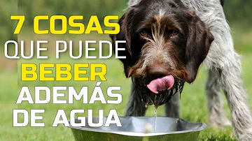 ¿Puede un perro tomar Coca Cola?