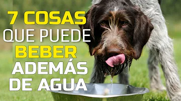 ¿Cuál es una buena bebida electrolítica para perros?