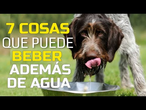 Video: ¿El agua embotellada es mejor para los perros?