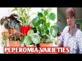 Peperomia varieties  margie pulido vlogs