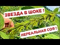 СОЯ КОТОРАЯ УДИВЛЯЕТ !!! СУЛТАНА 2021 года 🌱🌱🌱