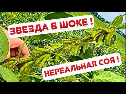 Video: Соя эти кандай касиетке ээ?