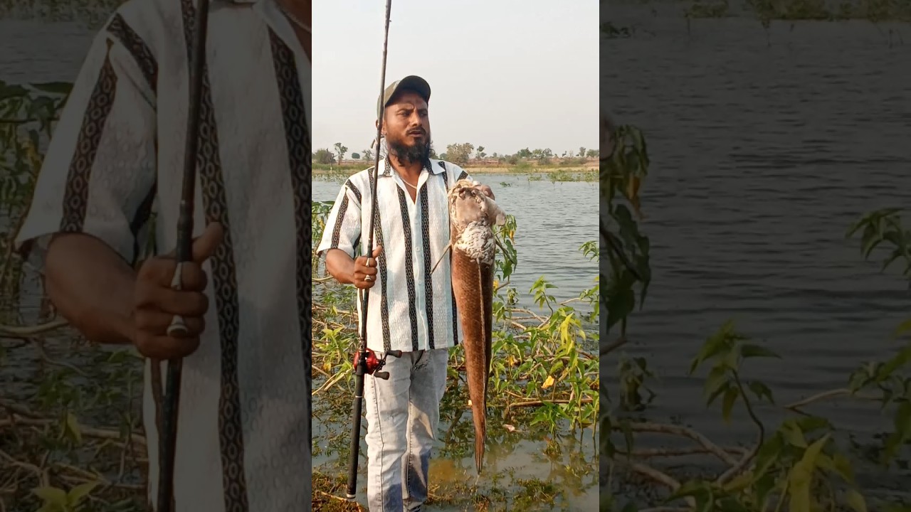 Big size snakehead fishing 