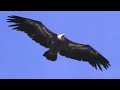 David Attenborough Flys Among Birds of Prey  | David Attenborough | BBC Studios