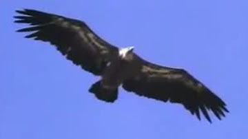 David Attenborough Flys Among Birds of Prey  | David Attenborough | BBC Studios