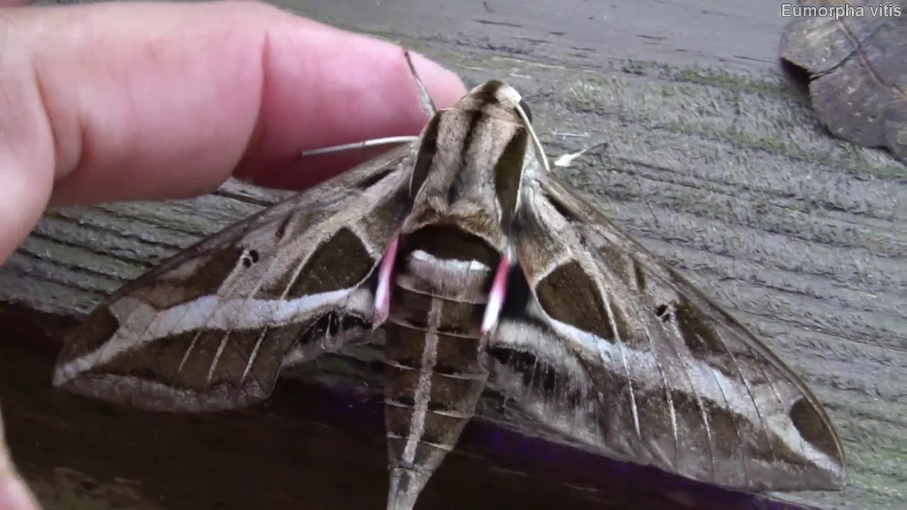 Banded Vine Phynx (Eumorpha vitis) Alevilla/Polilla Esfinge Fajada