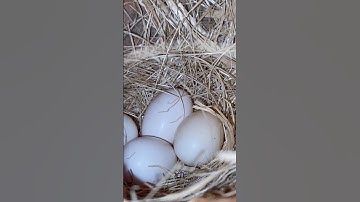 Java eggs #javasparrow #java