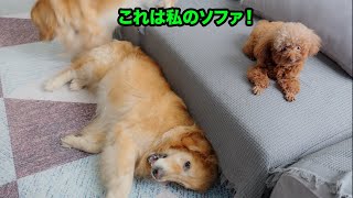 ママとお気に入りのソファは渡さない！ゴールデンレトリバーに必死で