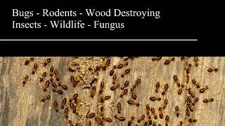 Problem Pest Control | Ashburn, VA - PMSI