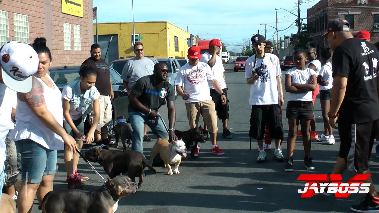 DA BRONX RUFF RYDERS AMERICAN BULLY DOG SHOW YouTube