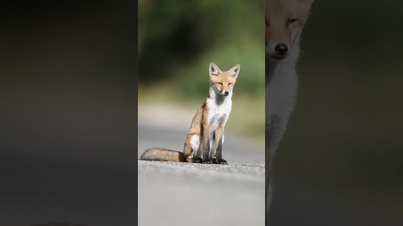 wildlife in a forest 🐅🐘🌳