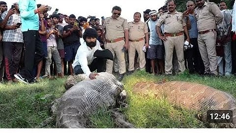 जब किसान के खेत में मिला अजगर सांप और देखिए कौन से जीव को जिंदा निगल गया था।  सरिया फुलपुर अम्बरी