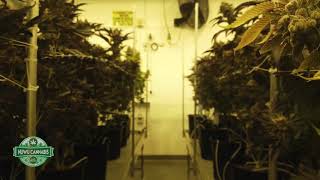 Nuwu's Tour of Aether Gardens Cultivation Facility