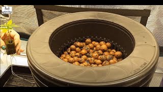 Transplanting | MP Grow Guide