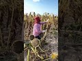 Sunflower Harvest #satisfying #shortsvideo