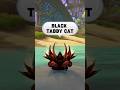 Black Tabby Cat Battle Pet | WoW Fun Fact Friday