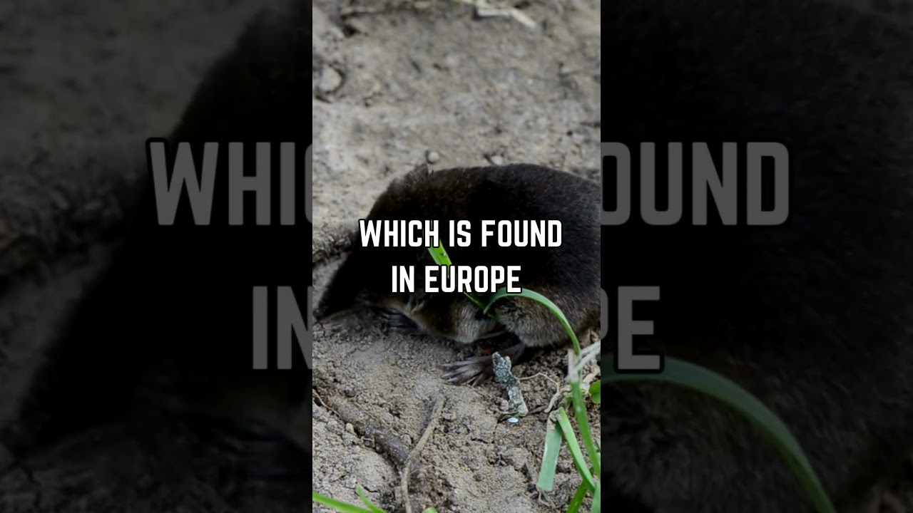 🐭🔍 Unveiling the Marvels of the Etruscan Shrew: Nature's Tiniest Wonder! 🌟