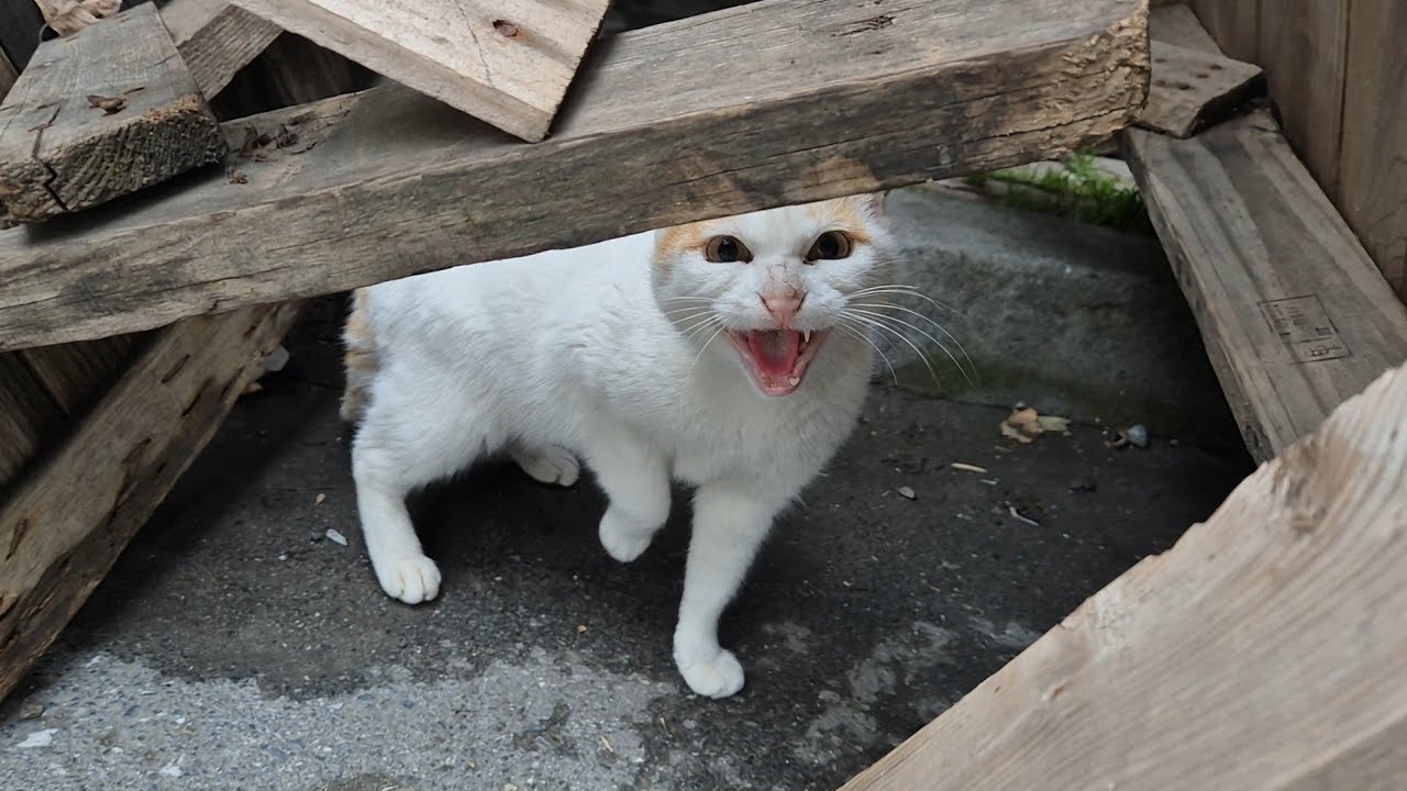 Thought I’d Hurt Her Baby and Tried to Attack Me.