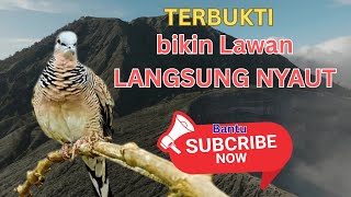 Perkutut Lokal Gacor Suara Besar Pancingan Burung Perkutut Agar Cepat Bunyi