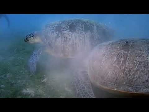 Vidéo: La Tortue Verte Mohawk Qui Respire Par Les Organes Génitaux Est En Train De Disparaître