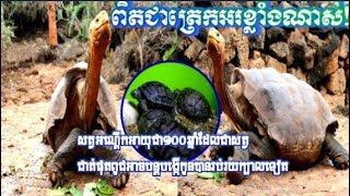 អណ្តើកអាយុ១០០ឆ្នាំមានកូន៨០០ក្បាលដែលជាអណ្តើកជិតផុតពូជផងដែរ|Khmer News Sharing