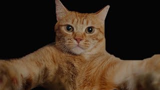 PART 2. FUNNY ORANGE CAT VIDEOS 🐈FUNNIEST CATS 😹 VIDEO LUCU KUCING OREN 😁 FUNNY ANIMAL VIDEOS #cat