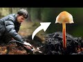 18 Minutes Of Mushroom Macro Photography