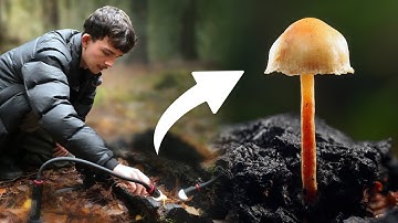 18 minuten macrofotografie van paddenstoelen