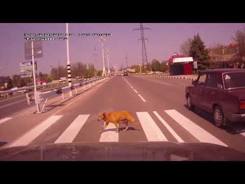Собаки переходят дорогу по пешеходному переходу.