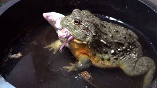 - Warning - Pixie Frog Eats Annoying Rat - Live Feeding