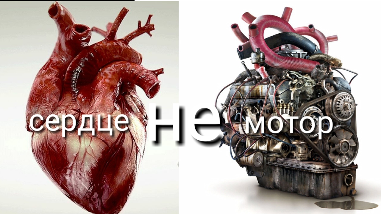 Сердце не машина селуянов