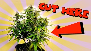 HOW TO DEFOLIATE DURING FLOWER (removing leaves)