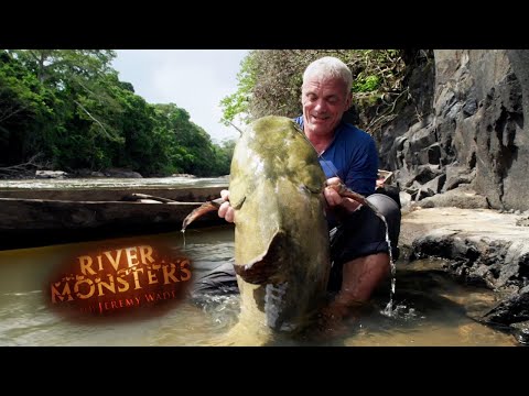 Monstrous Catfish Found In Guyana, SPECIAL EPISODE