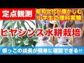 ヒヤシンス水栽培　定点観測