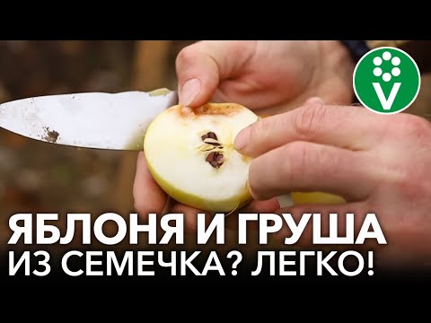 КАК ВЫРАСТИТЬ ЯБЛОНЮ И ГРУШУ ИЗ СЕМЕЧКА? Пошаговые рекомендации от опытного садовода
