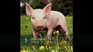 Pig Sound  Ringtone Effect SFX Compilation