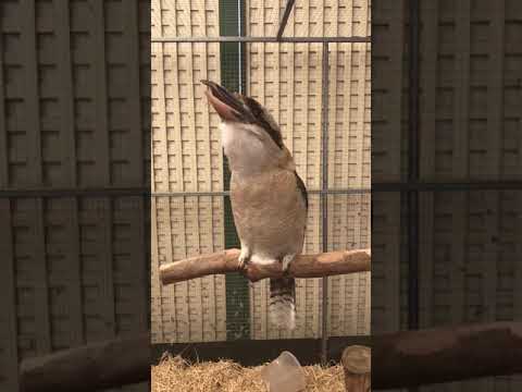 Kookaburra laughing in slow motion.