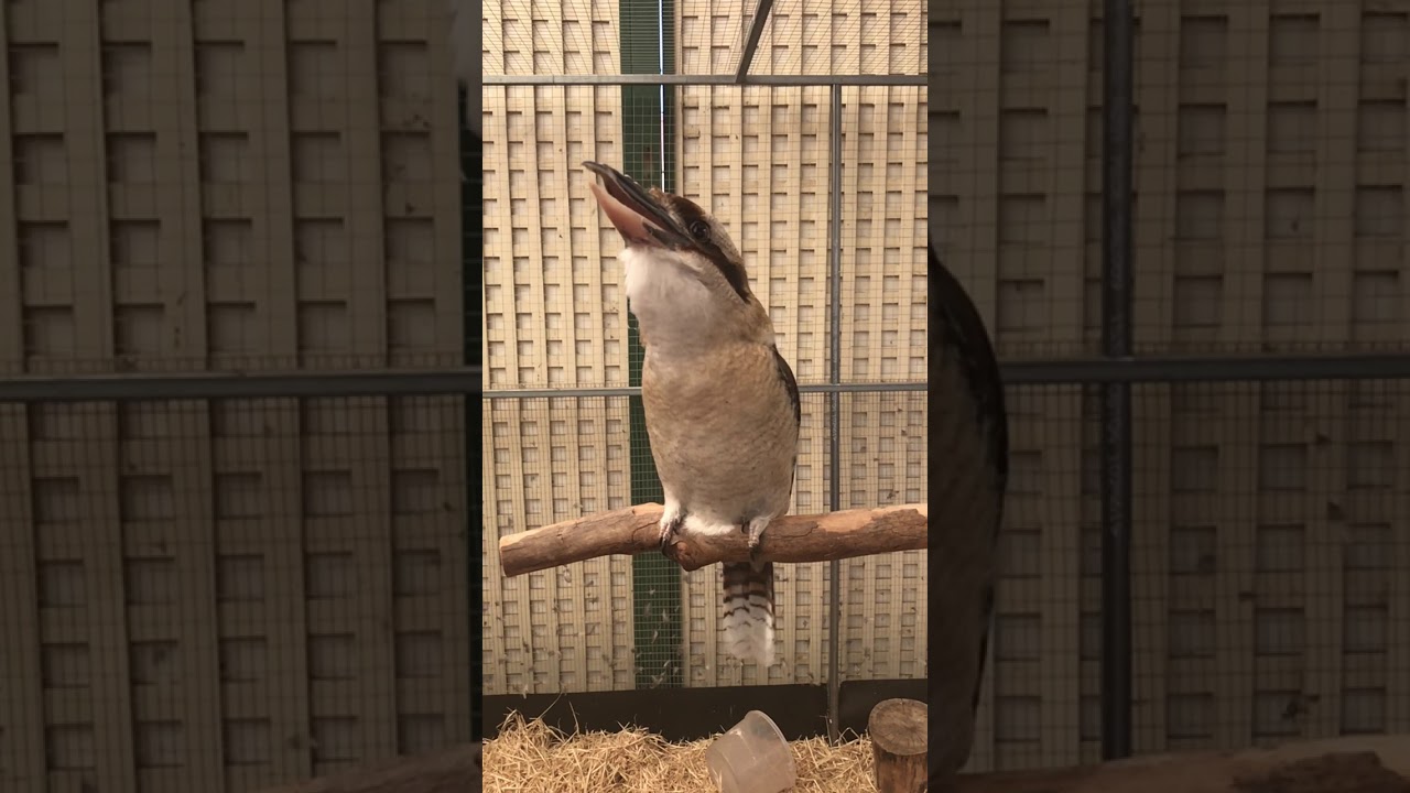 √100以上 動物の鳴き声 着信音 173498動物の鳴き声 着信音 iphone