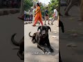 #emotional #dogstory #animalstory मैं मर गया था…