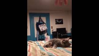 Cute Kitten Videos | SUBSCRIBE